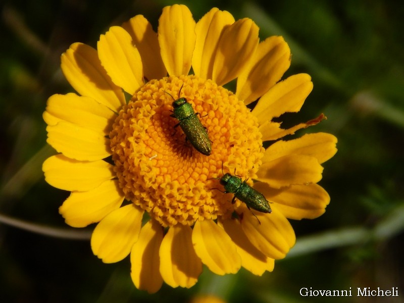 Buprestidae: Anthaxia nitidula? No, A. millefolii polychloros, maschi